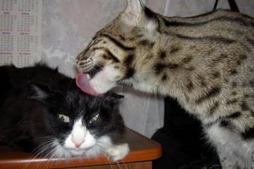 开云体育APP下载-90分钟战争，当足球成为乌克兰强行终结瑞士的地缘隐喻