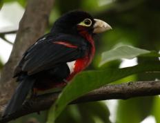 开云官网-F1年度争冠之夜，阿坎吉里程碑之战铸就传奇