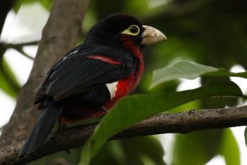 开云官网-F1年度争冠之夜，阿坎吉里程碑之战铸就传奇