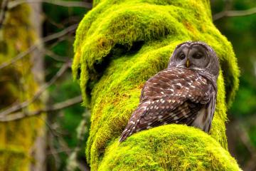 开云体育平台APP-拉文末节统治比赛，篮网力克黄蜂锁定胜局