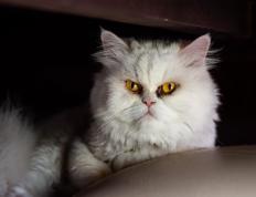 开云平台-精密齿轮转动东方铁流，杰伦·格林如何驱动广东队攻克凯尔特人堡垒？