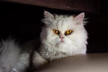 开云平台-精密齿轮转动东方铁流，杰伦·格林如何驱动广东队攻克凯尔特人堡垒？