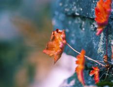 开云体育平台APP-英格拉姆末节封神彰显大场面本色，鹈鹕攻防一体强势击退雷霆