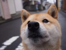 开云官网-沉默英雄与铁血军团，当基米希决定比赛，比利时重塑秩序