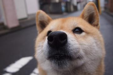 开云官网-沉默英雄与铁血军团，当基米希决定比赛，比利时重塑秩序