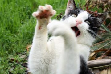 开云体育在线-跨联赛巅峰对决，广东队强压奇才显亚洲霸气，班凯罗西甲德比接管比赛展新星光芒