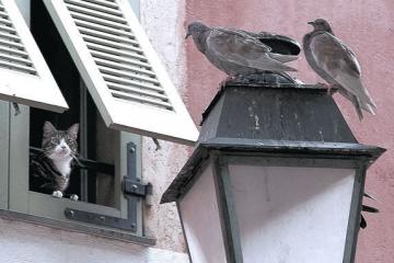 开云体育官网-昔日马竞神锋终成新主，卡拉斯科两球助皇家社会力克南大王拜仁