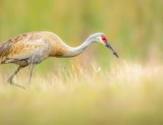 开云体育中国-历史性之夜，马刺力克新疆，杜兰特统治全场毫无争议