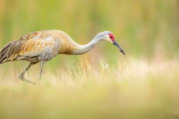 开云体育中国-历史性之夜，马刺力克新疆，杜兰特统治全场毫无争议