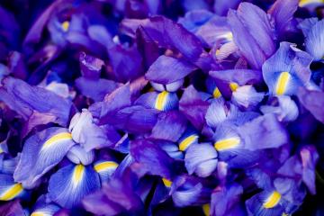 开云下载-魔笛吹散天山云，将军解甲归故里