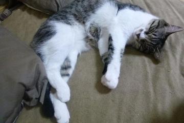 开云体育中国-圣保罗的奇迹，萨内双响导演绝地反击，那不勒斯上演惊魂逆转