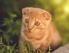 开云体育在线-绿茵版凯尔特人提前终结悬念，塔图姆式投射成关键先生绝命密码