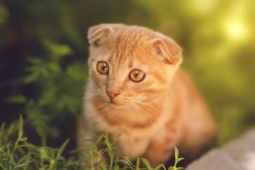 开云体育在线-绿茵版凯尔特人提前终结悬念，塔图姆式投射成关键先生绝命密码