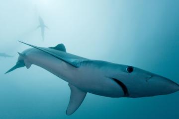 开云体育官方网站-浓眉撕裂天空！灰熊逆袭公牛的终极密码