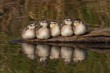 开云体育APP下载-希腊一波带走冰岛，加维关键先生闪耀欧洲杯预选赛