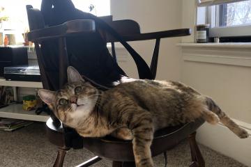 开云体育登录-桑巴风暴席卷基辅，戈麦斯用统治级数据点燃巴西胜利引擎