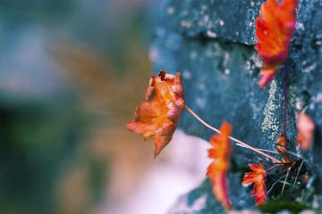 开云平台-绝杀代码，当贝蒂斯遇见阿拉巴的虚拟赛场
