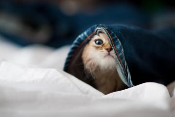 开云体育在线-涅槃！凯尔特人惊天逆转北京队，莫兰特在年度焦点之战完成加冕