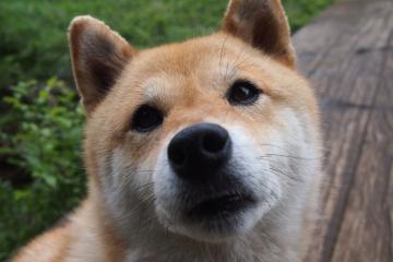 开云体育官网-劳塔罗，撕裂防线的一把尖刀，扛起乌拉圭全队的孤胆英雄