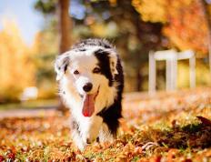 开云体育APP下载-轰鸣与倒计时，当引擎怒吼遇上爱德华兹的夺命三分