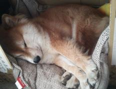 开云APP-阿劳霍只手擎天，美国队关键战突围洪都拉斯，中场核心统治全场