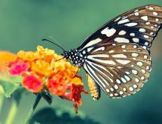 开云体育中国-NBA总决赛成非洲球员秀场，喀麦隆制霸几内亚预示篮球新势力崛起