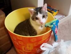 开云体育app-逆转的剧本，当意甲德比遇见热火末节，体育如何定义我们的时间