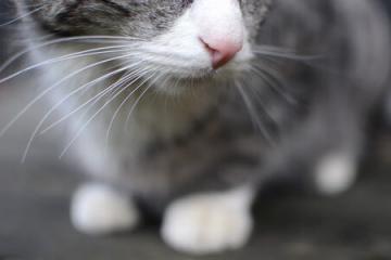 开云体育官网-塔图姆关键先生显威，快船提前终结深圳队悬念