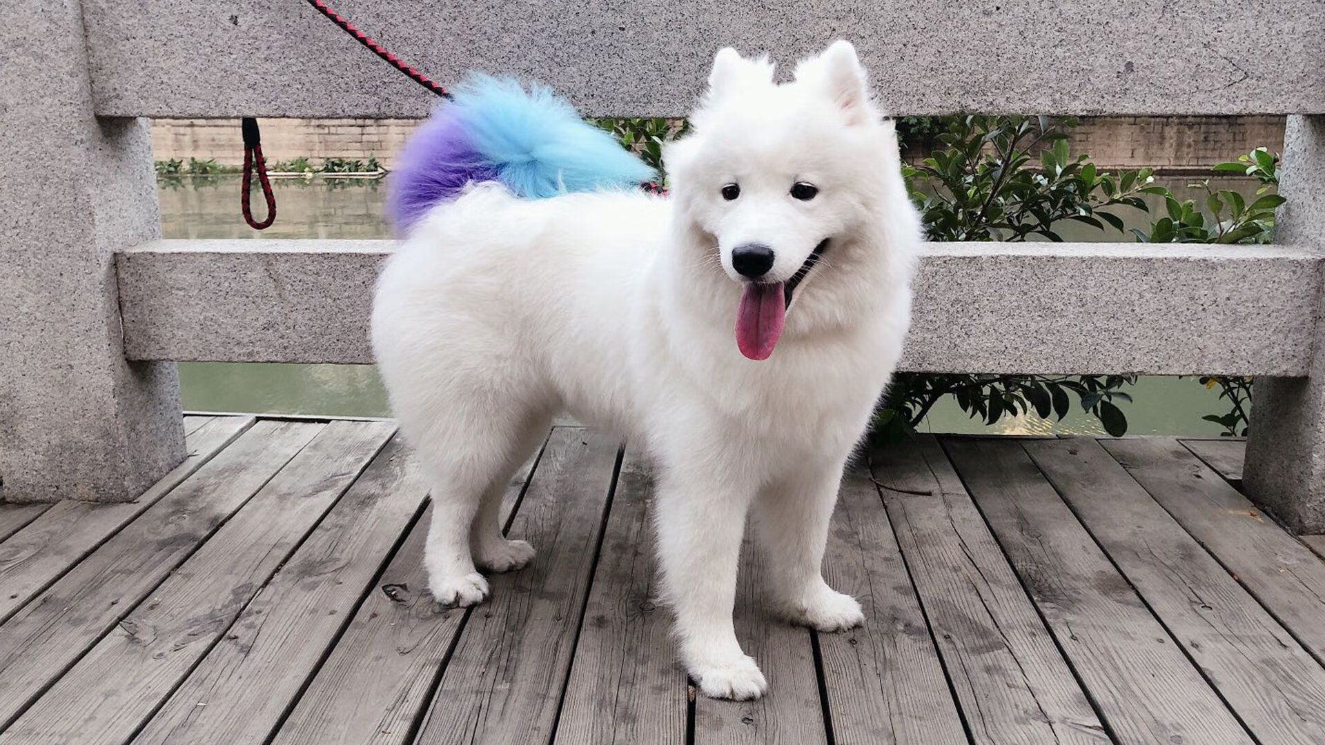 开云体育官网-莱万冠军级表现闪耀欧洲，中国足球终结爱尔兰不败神话