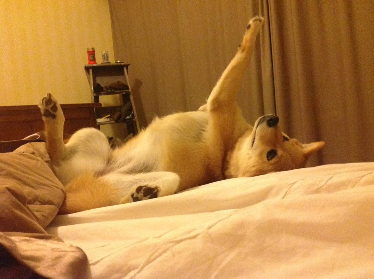 开云体育官网-从黄蜂狂胜到莫兰特接管比赛，中美欧篮球生态的镜像与启示