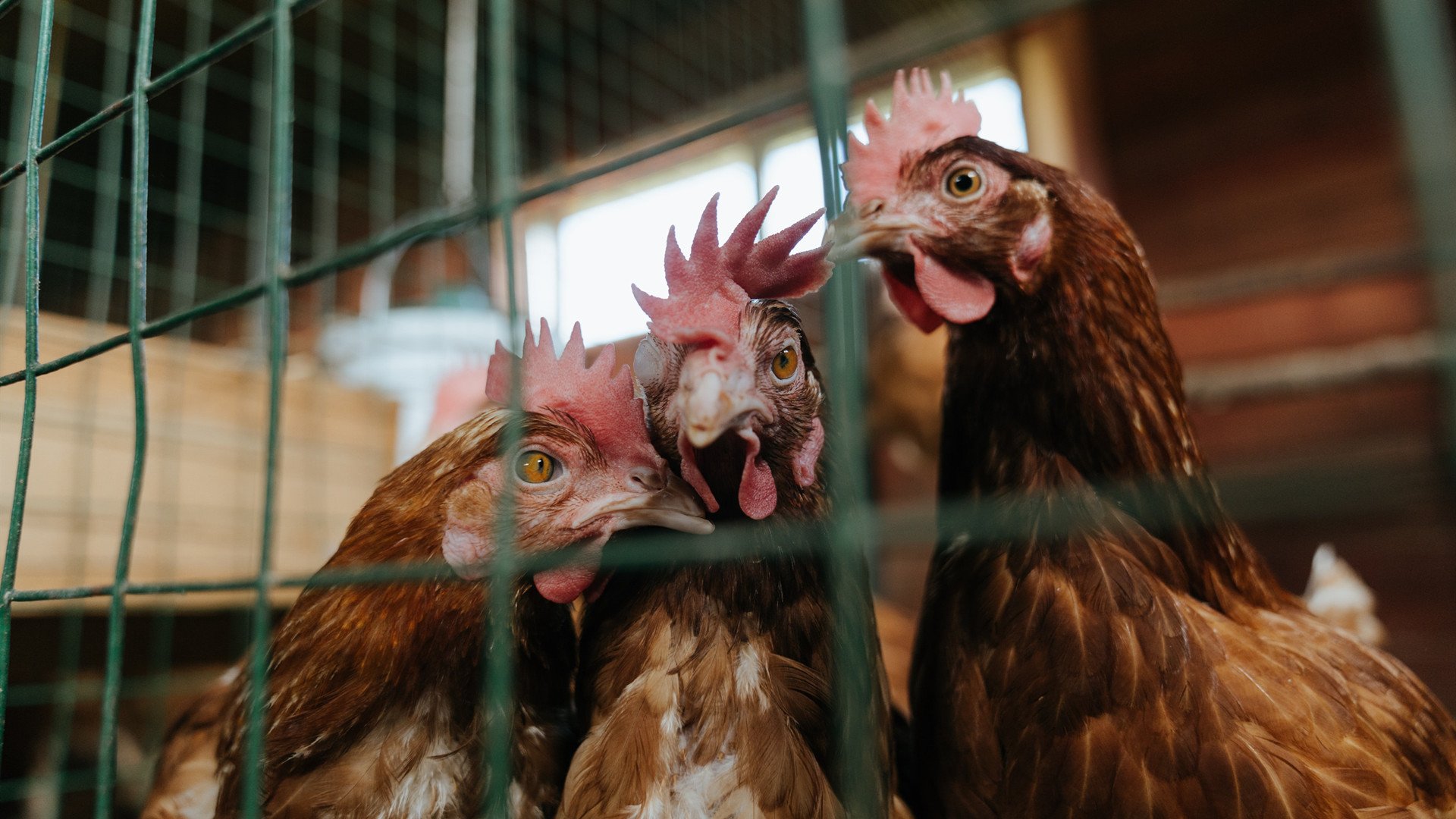 开云体育登录-福克斯孤胆英雄难救主，太阳三巨头带走独行侠