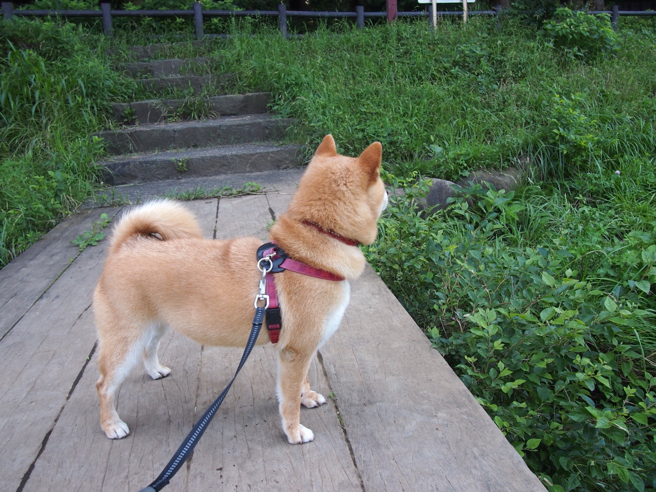 开云体育平台APP-冰山下藏火山，恩比德关键先生觉醒，猛龙亮出季后赛獠牙