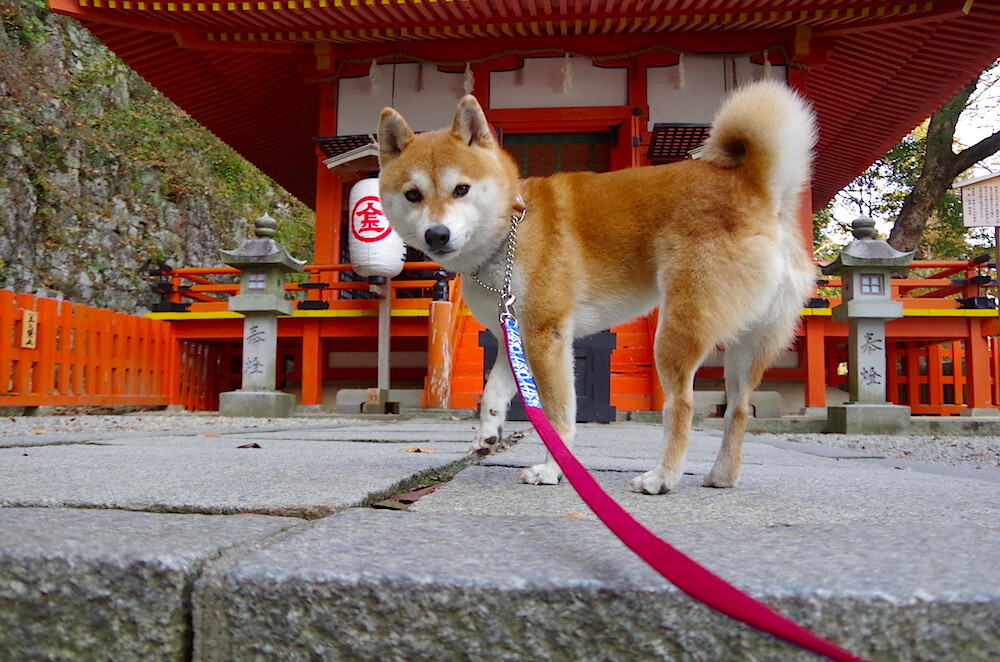 开云体育平台APP-征服圣西罗，克瓦拉茨赫利亚用实力击碎所有质疑