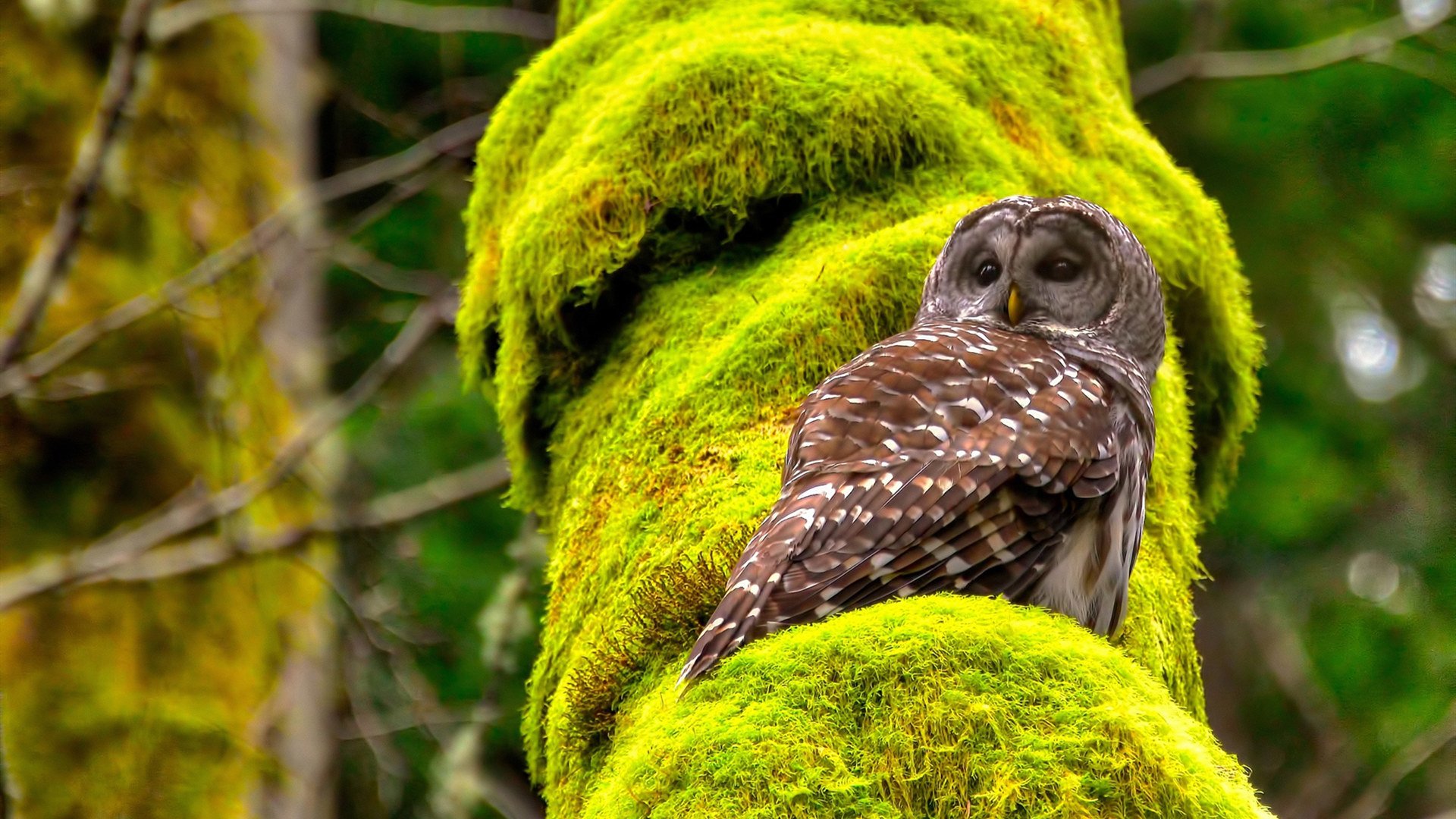 开云体育平台APP-拉文末节统治比赛，篮网力克黄蜂锁定胜局