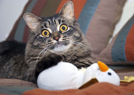 开云体育官方网站-夜色沸腾,王者萨拉赫在西决舞台的终极掌控