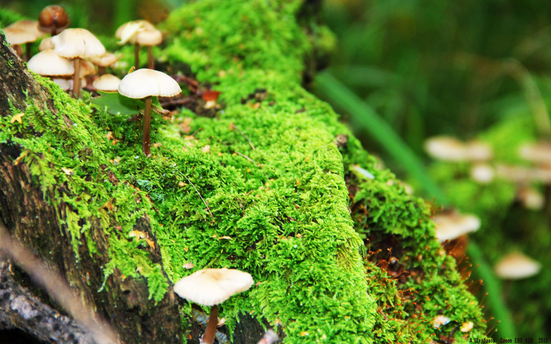 开云平台-英超争冠之夜，亚裔少年用一粒进球完成对傲慢与偏见的终极救赎