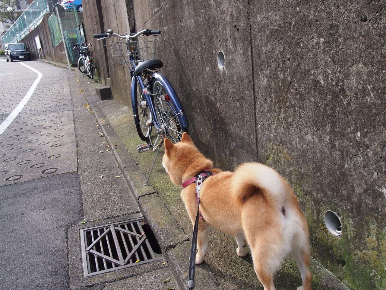 开云体育平台APP-塔图姆全程高能彰显巨星锋芒，湖人沉稳节奏能否扼住掘金咽喉？