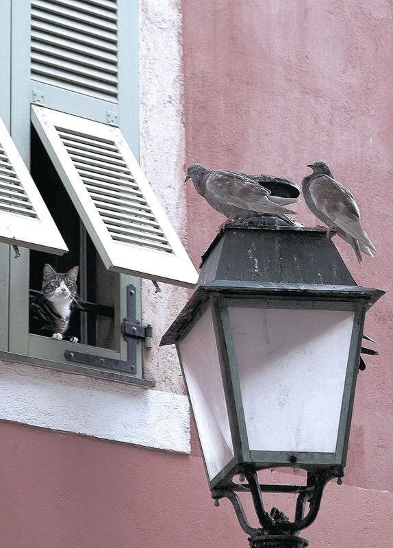 开云体育官网-昔日马竞神锋终成新主,卡拉斯科两球助皇家社会力克南大王拜仁