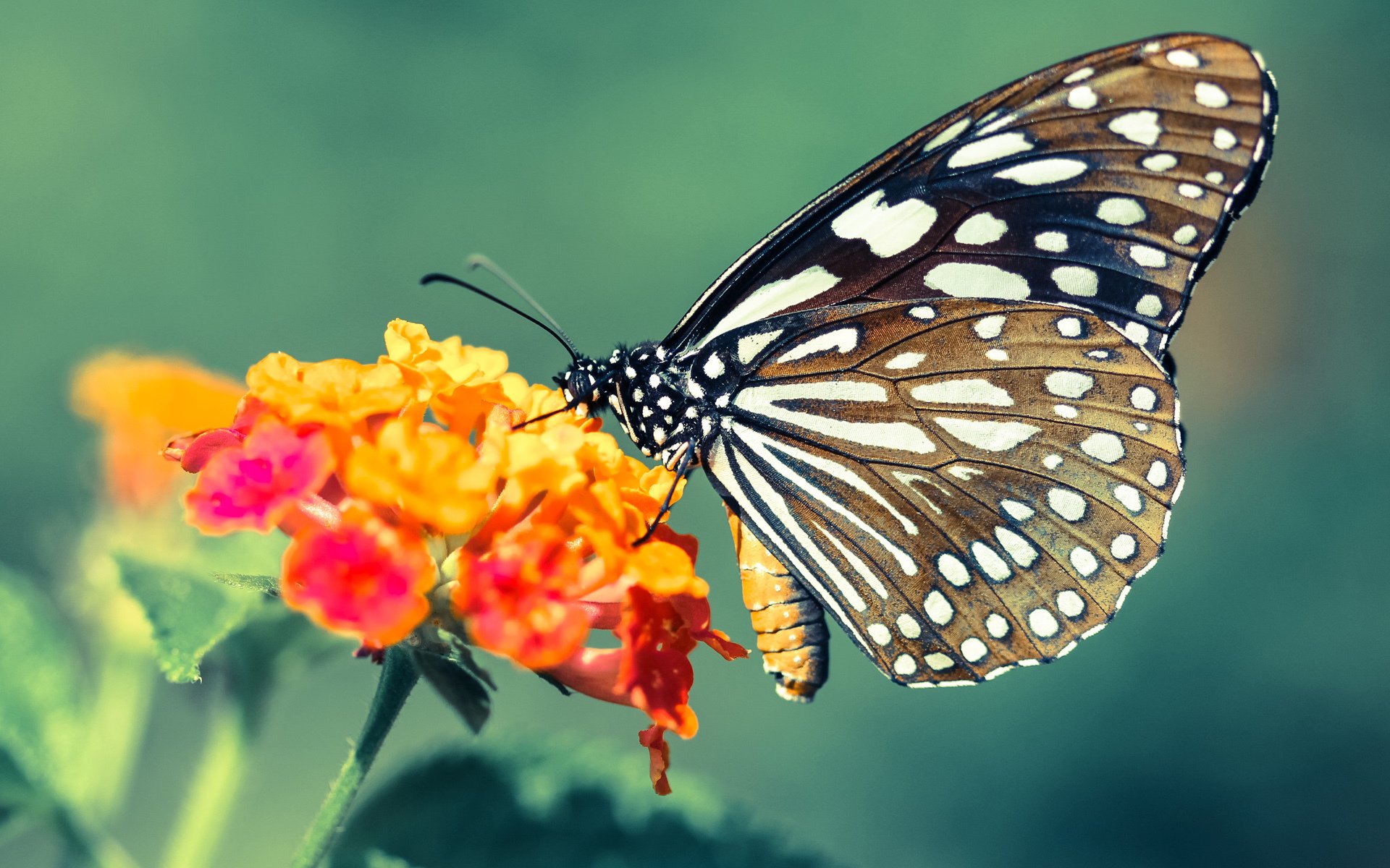 开云官网-文班亚马季后赛历史之夜，50+20+10改写篮球未来