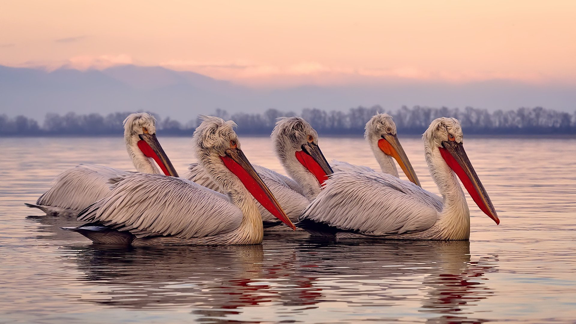 开云体育平台APP-巴西轻取比利时，若日尼奥彻底打爆防线