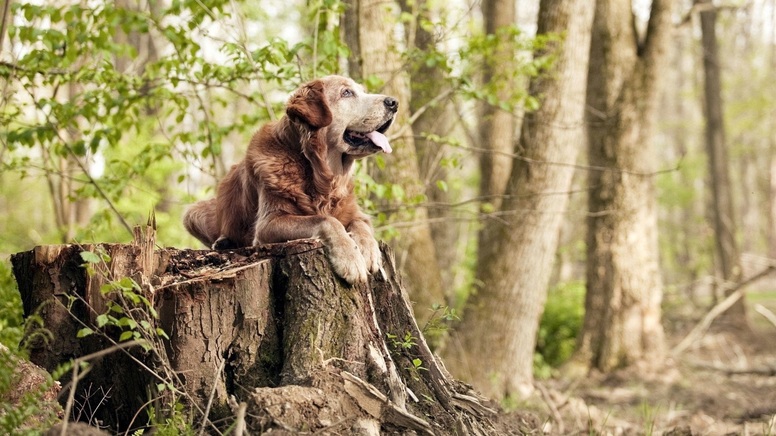 开云下载-梦幻巅峰对决！武切维奇完美发挥助广厦队加时力克湖人