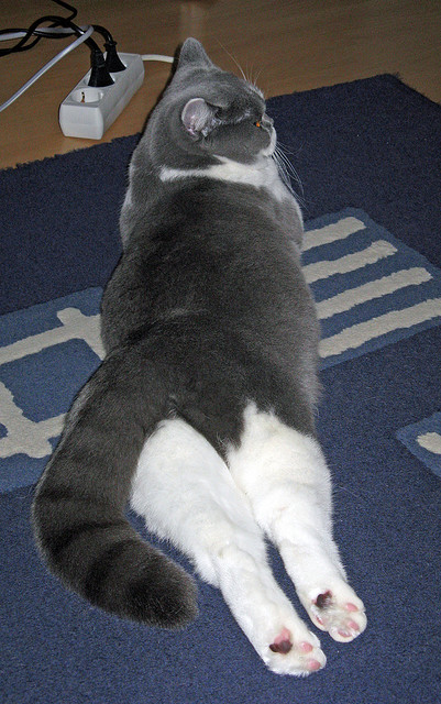 开云体育-连胜狂潮！独行侠连续得分压制吉林，范弗利特荣膺关键先生