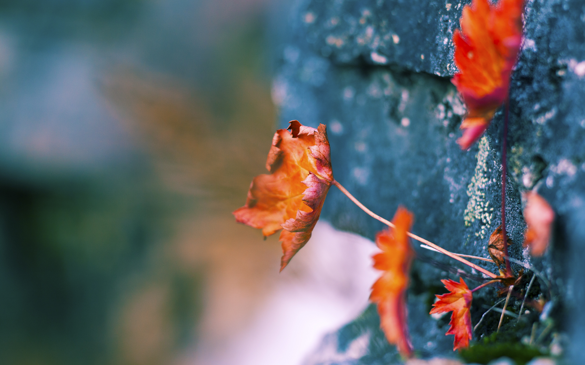 开云平台-绝杀代码,当贝蒂斯遇见阿拉巴的虚拟赛场