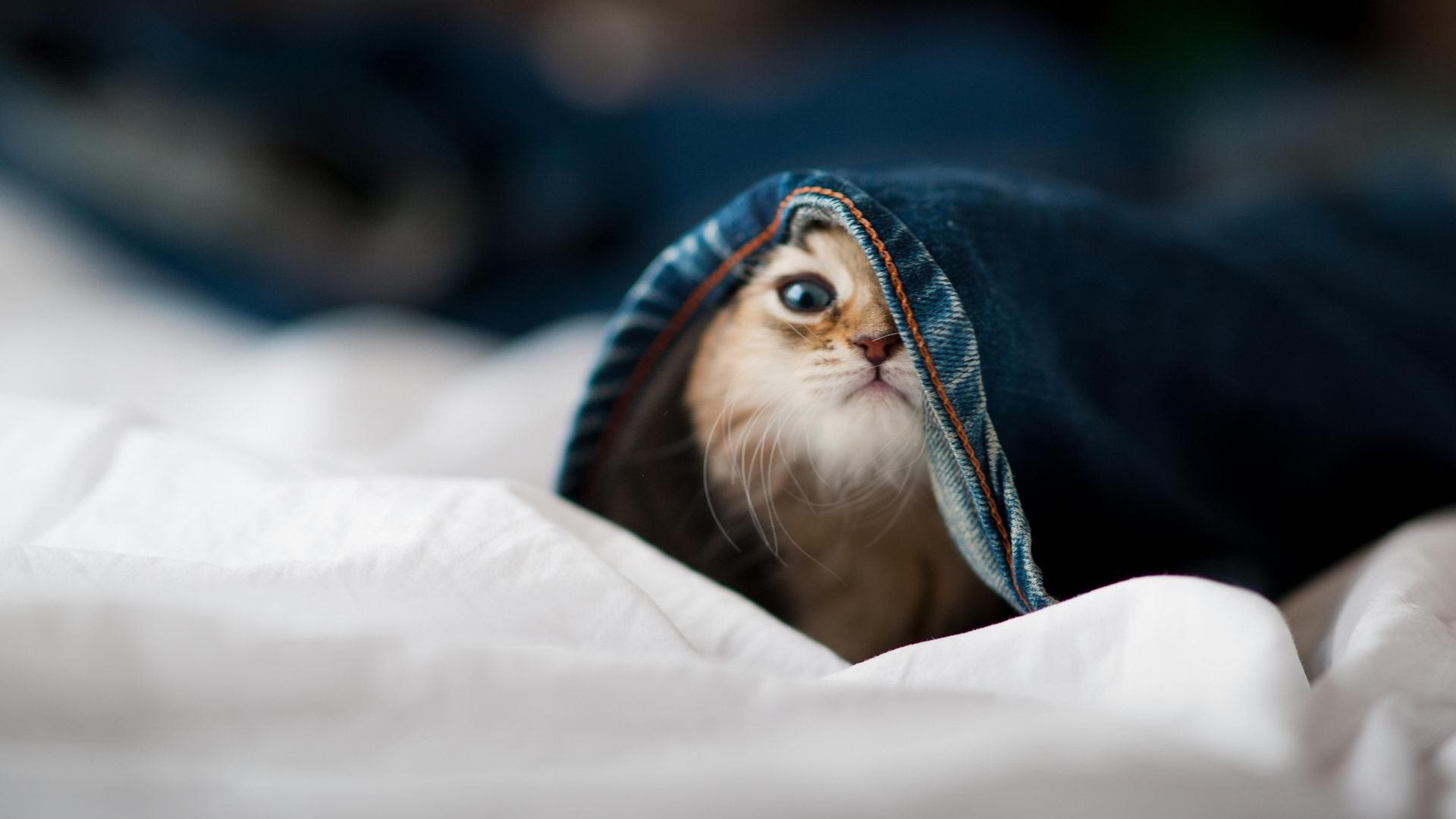 开云体育在线-涅槃!凯尔特人惊天逆转北京队,莫兰特在年度焦点之战完成加冕