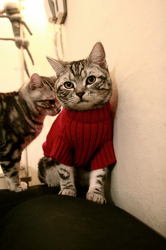 开云体育官方网站-一剑封喉!基耶萨里昂救主终结冰岛神话,意大利的世界排名争夺战迎来新王