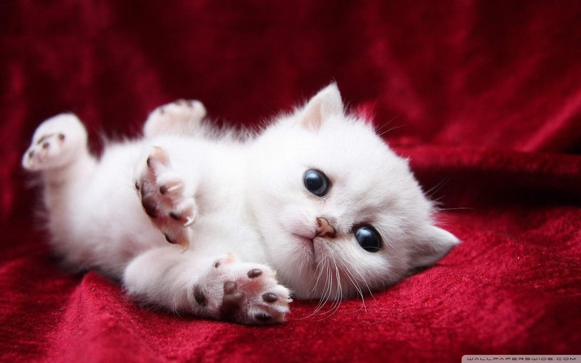 开云体育在线-东决之夜，无名者加冕，楚阿梅尼与他的大场面